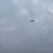 Il testo HAPPY BIRTHDAY di BLACK COUNTRY, NEW ROAD è presente anche nell'album Forever howlong (collector's edition) (2025)