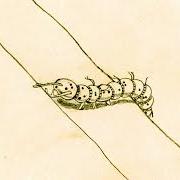 Scarabocchi Scarabocchi