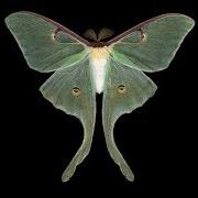 Moth