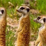 Suricates